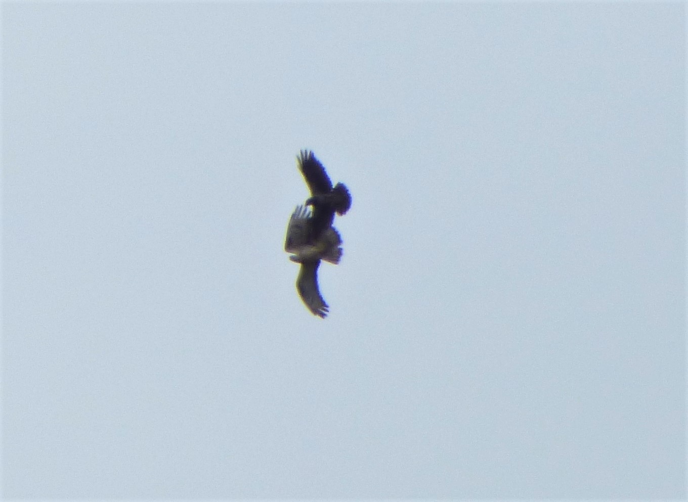 Falco Pecchiaiolo (Pernis apivorus) attaccato da Cornacchia